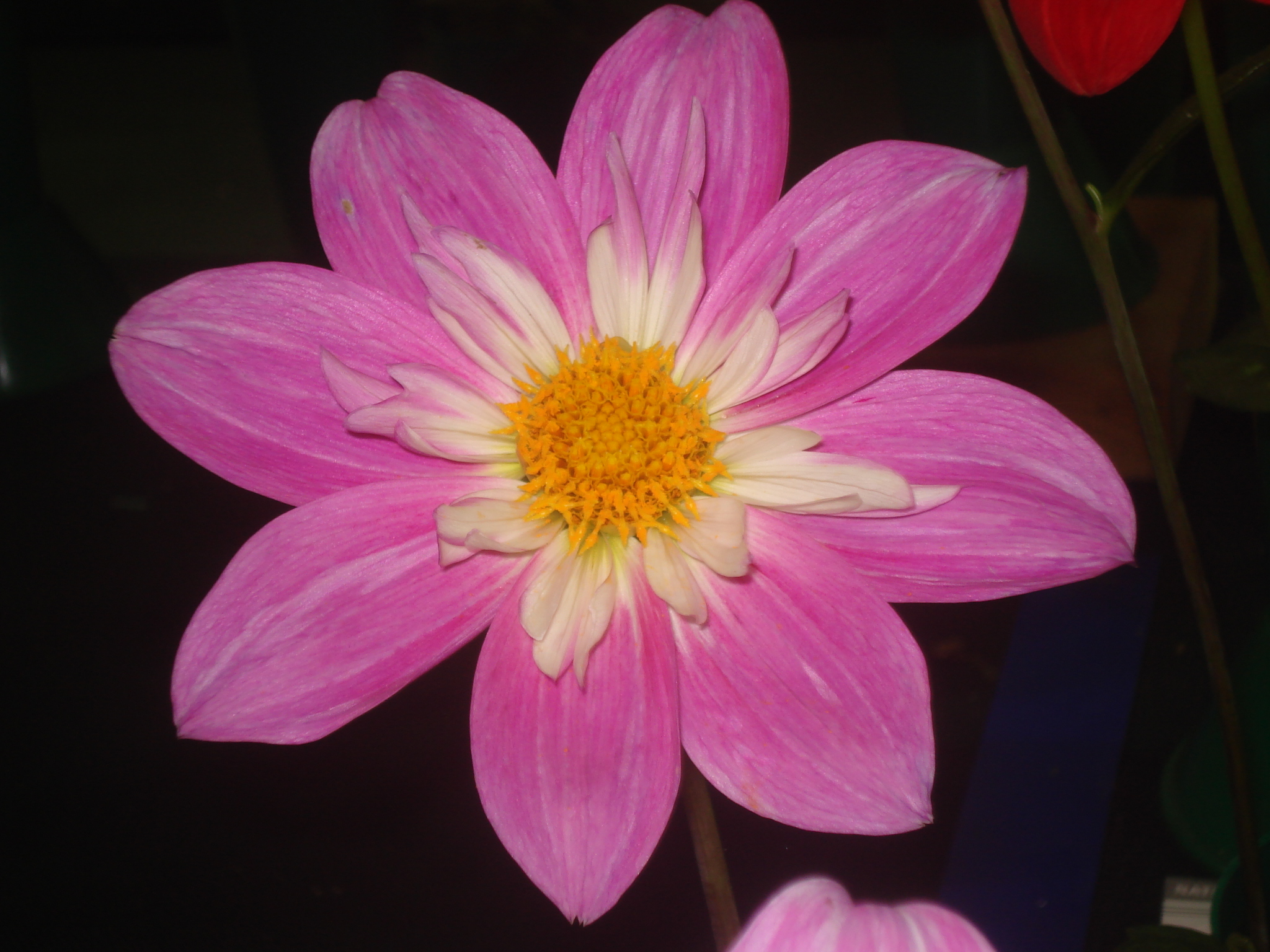 Pink Pat and Perc.jpg (9941 bytes)